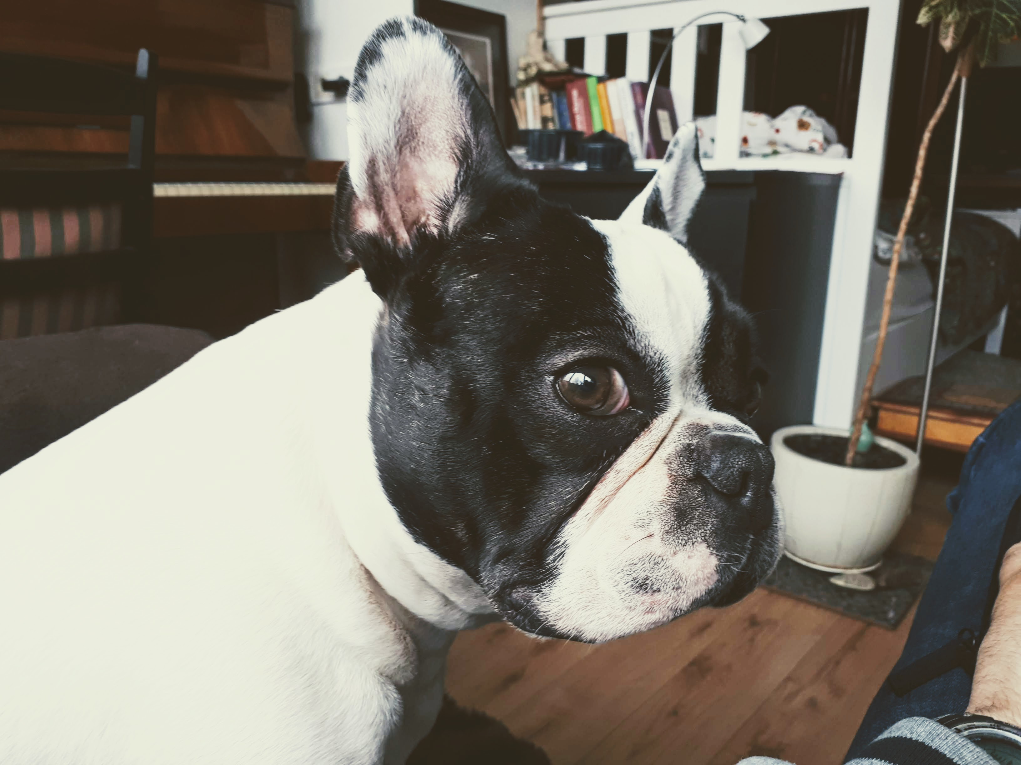 French Bulldog portrait